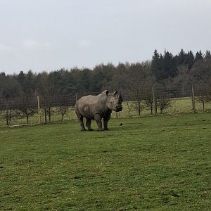 Southern White Rhinoceros