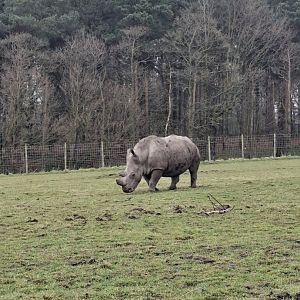Southern White Rhinoceros