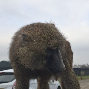 Olive Baboon