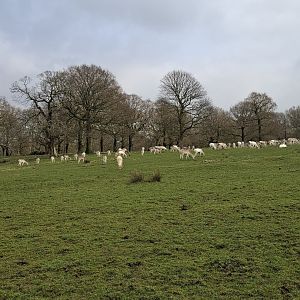 Fallow Deer