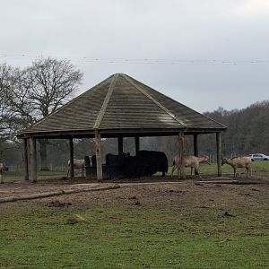 Pere David's Deer & Yak