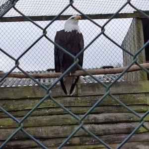 Bald Eagle