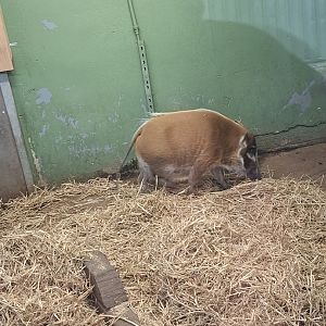 Red River Hog
