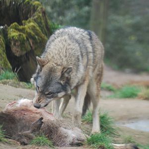 Grey wolf eating fallow deer carcass