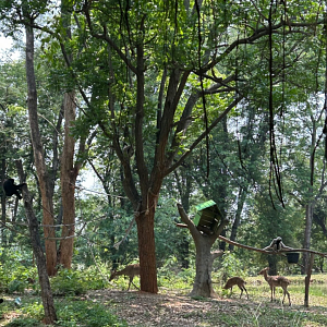 Pileated Gibbon and Thamin
