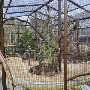 Southern Masked Weaver Aviary, CWP, UK