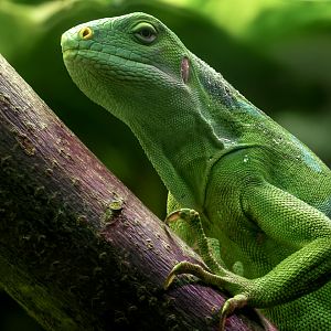 Fiji banded iguana : Cotswold WP : 14 Mar 2025