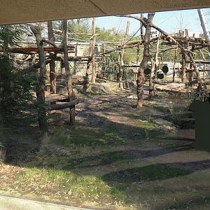 Chimpanzee exhibit with new climbing structures, 2025-03-16