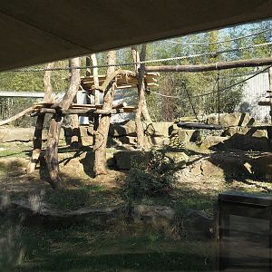 Chimpanzee exhibit with new climbing structures, 2025-03-16