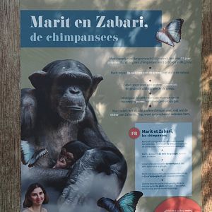 Signage about chimpanzee Marit and baby Zabari, referencing TV series about the zoo, 2025-03-16