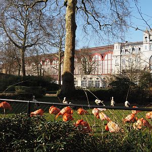 American flamingo and non-releasable rescued European white stork exhibit, 2025-03-16