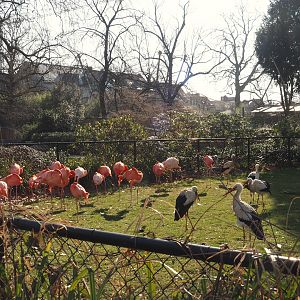 American flamingos and non-releasable rescued European white storks, 2025-03-16