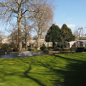 American flamingo and Non-flighted rescued European white stork exhibit, 2025-03-16