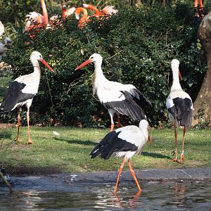 Non-releasable rescued European white storks (Ciconia ciconia), 2025-03-16