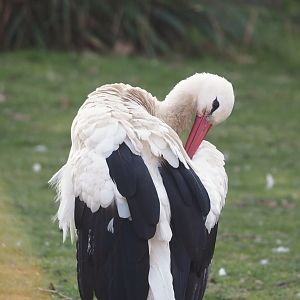 European white stork (Ciconia ciconia), 2025-03-16