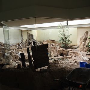 Big spring cleaning in the bird house (African aviary) 2025-03-16