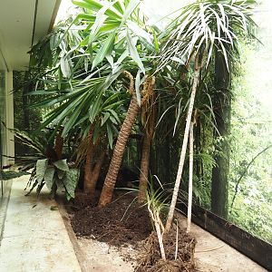 Big spring cleaning in the bird house (Tanager and buttonquail aviary), 2025-03-16