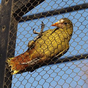 Green oropendola (Psarocolius viridis), 2025-03-16