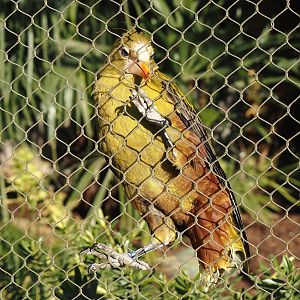 Green oropendola (Psarocolius viridis), 2025-03-16