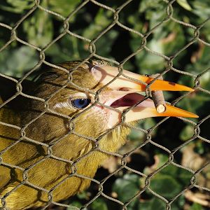 Green oropendola (Psarocolius viridis), 2025-03-16