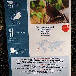 Socorro dove signage, 2025-03-16