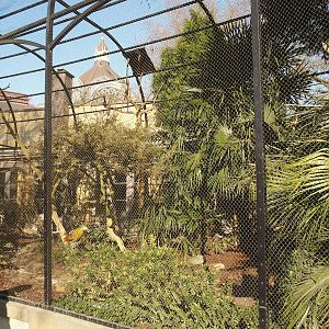 Green oropendola, Grey-winged trumpeter, Ultramarine bishop and Socorro dove aviary, 2025-03-16