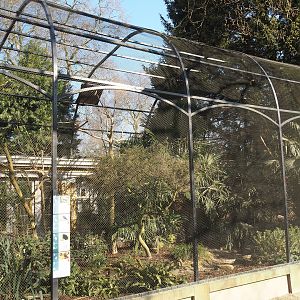 Green oropendola, Grey-winged trumpeter, Ultramarine bishop and Socorro dove aviary, 2025-03-16