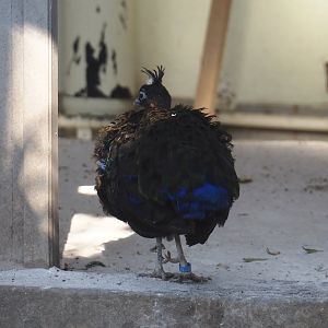Congo peafowl (Afropavo congensis), 2025-03-16