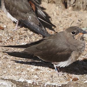 Collared pratincole (Glareola pratincola), 2025-03-16