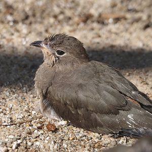 Collared pratincole (Glareola pratincola), 2025-03-16