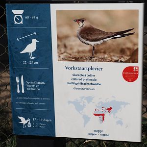 Collared pratincole signage, 2025-03-16
