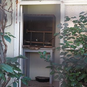 Cage for introduction in the chestnut-backed ground thrush aviary, 2025-03-16
