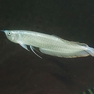 Juvenile Silver arowana (Osteoglossum bicirrhosum), 2025-03-16