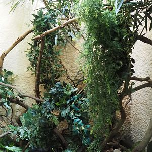 Redone Zoutpansberg girdled lizard, Standing's day gecko and Panther chameleon terrarium, 2025-03-16