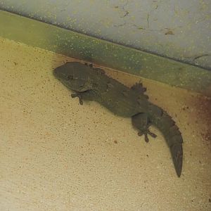 Yellow fan-fingered gecko (Ptyodactylus hasselquistii), 2025-03-16