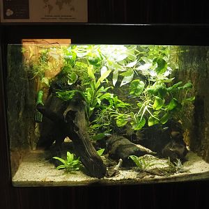 Rio Cauca Caecilian tank with recently added cardinal tetras, 2025-03-16