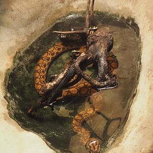 Brazilian rainbow boa (Epicrates cenchria) and Sun beetles (Pachnoda marginata), 2025-03-16