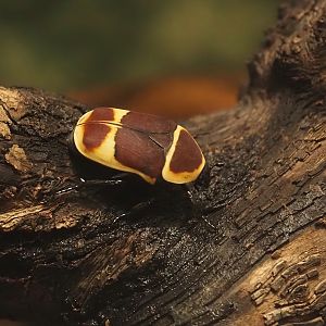 Sun beetle (Pachnoda marginata), 2025-03-16