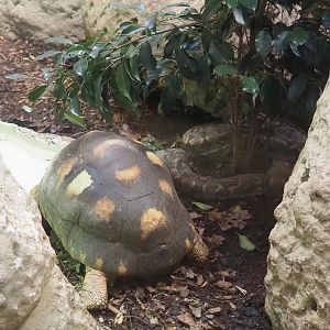 Radiated tortoise (Astrochelys radiata) and Malagasy tree boa (Sanzinia madagascariensis), 2025-03-16