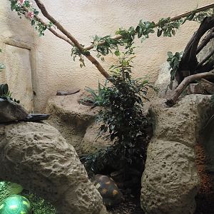 Radiated tortoise, Malagasy tree boa and Greater Madagascar day gecko terrarium, 2025-03-16