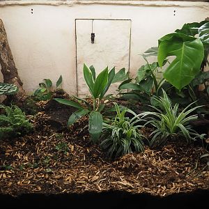 Gaboon viper terrarium, 2025-03-16