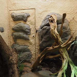 Ocellated lizard terrarium, 2025-03-16