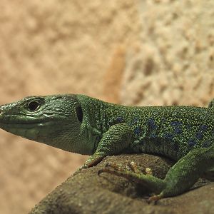 Ocellated lizard (Timon lepidus), 2025-03-16