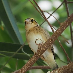 Female Yellow-crowned bishop (Euplectes afer), 2025-03-16