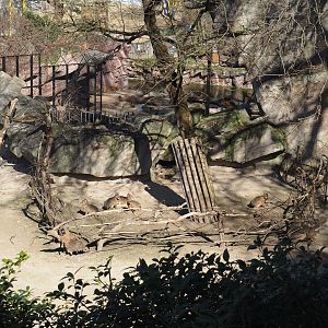 Alpaca and Patagonian mara exhibit - Patagonian mara separation area, 2025-03-16