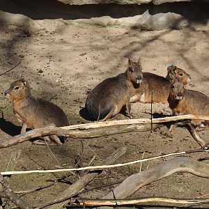 Patagonian maras (Dolichotis patagonum), 2025-03-16