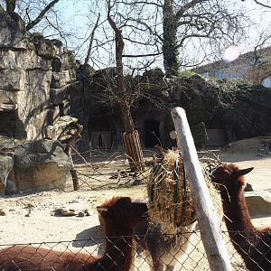 Alpaca and Patagonian mara exhibit, 2025-03-16