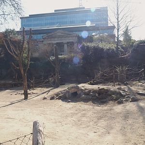 Alpaca and Patagonian mara exhibit, 2025-03-16