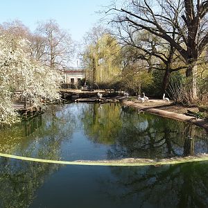 Dalmatian pelican exhibit, 2025-03-16