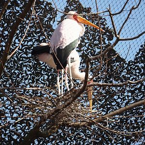 Yellow-billed storks (Mycteria ibis) building a nest, 2025-03-16